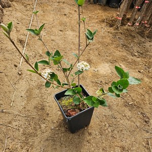 [좋은원예] 고급수종 유럽분꽃 사각화분 H1.0m전후 개화주, 1개