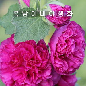 겹접시꽃 바이올렛 [4포트 복남이네야생화 모종 hollyhock 체터스더블], 1개