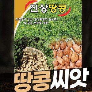 땅콩 씨앗 종자 흰땅콩 진상땅콩 30g, 1개