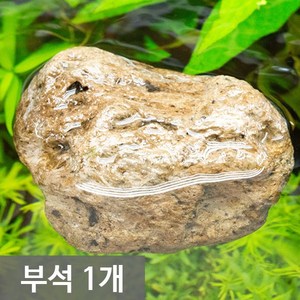 파라곤 아쿠아 물에 뜨는 부석, 1개