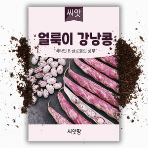 얼룩이 강낭콩씨앗(50립)강낭콩 관촬일지, 1개