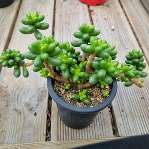[수암다육] 녹귀란 랜덤발송 Sedum Henandezii 다육 다육이 다육식물 국민다육 다육이키우기 선인장 미니선인장, 1개