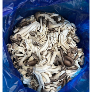 국내산] 산지직송 느타리 느타리버섯 파지 업소용 반찬용 가정용 건강식 고기대용, 1박스, 느타리버섯 2kg(반찬용)