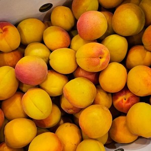 [프롬신선] 제철과일 맛있는 살구 생과, 1박스, 살구생과 1kg (소과)