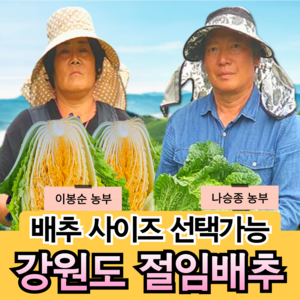 [강원도 고랭지 절임배추 산지직송] 국산 소금 100% 프리미엄 황금 김장 절인배추 고냉지 5 10 20 kg 산지직송 예약, 20kg, 1개, 작은 절임배추 (희망수령일을 필수기재사항에 적어주세요)