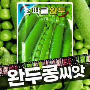 완두콩 씨앗 종자 스파클 60g, 1개