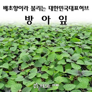 [모종심는아빠] 배초향이라 불리는 대한민국 대표 허브 방아잎 모종, 1개