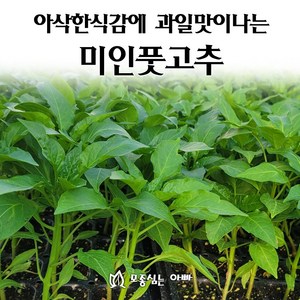 [모종심는아빠] 아삭한식감과 과일맛나는 미인풋고추 모종, 모종10개