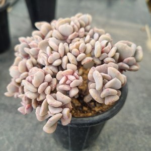 [수암다육] 큐빅프로스티 철화 랜덤발송 Echeveia 'Cubic Fost' f. cistata 랜덤발송 다육 다육이 다육식물 524, 1개