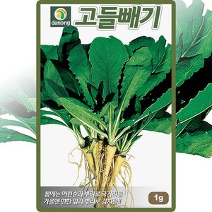 다농 고들빼기 씨앗 1g 꼬들빼기 나물 씨 종자, 1개