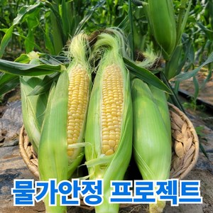 일등농수산 산지직송 국내산 하우스 초당옥수수, 1개, 중품 8~10cm 10개