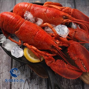 [동이네수산]캐나다현지급냉 프리미엄 자숙랍스터 (마리당 440~500g), 440~500g, 2개