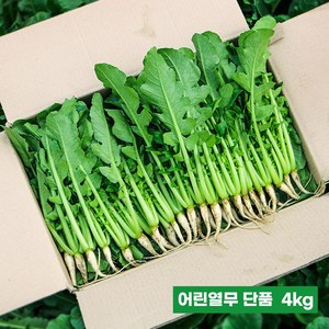 포천 싱싱 어린 열무 얼갈이 채소한의 식탁, 어린열무4kg, 1개