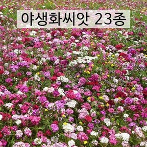 아시아종묘 씨앗 꽃 야생화 1kg 혼합 23종 모음, 1개