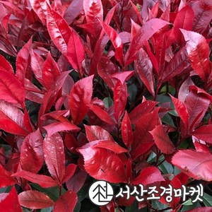 홍가시나무 묘목 레드로빈 키100~120cm 서산조경마켓, 1개