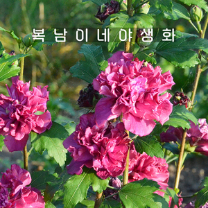 겹무궁화 레드 [1포트 복남이네야생화 모종 히비스커스 hibiscus], 1개