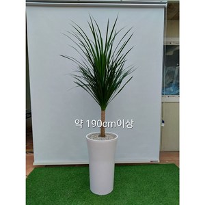 [한정특가 오투트리] 대형 화분 당일무료배송 공기정화식물 축하선물 개업선물 이사선물 승진선물 드라코, 11.드라코(170cm), 1개