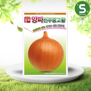 솔림텃밭몰 아시아종묘 양파씨앗 2.5g 천주중고황 단일성 황양파 중만생종, 1개