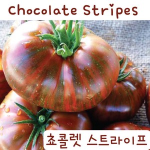 초콜릿 스트라이프 Chocolate Stipes 달콤한 희귀토마토 교육용 체험용세트, 1개