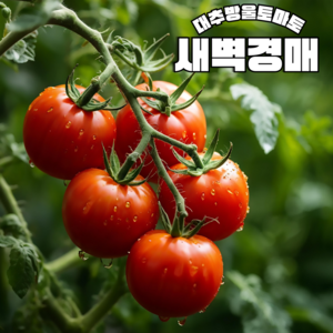 대추 방울토마토 새벽경매, 1박스, 대추방울 소과 750G