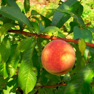 리서스원예 복숭아나무 목화실황도 7월 황도 복숭아 묘목 접목 1년, 황도 접목1년, 1개, 목화실 황도 접목1년