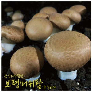 (산지직송) 보령머쉬팜, 1개, 갈색양송이파지2kg