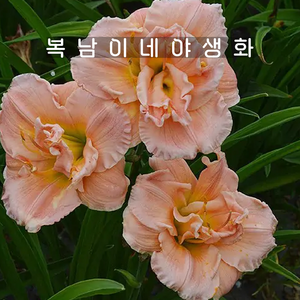 원추리 핑크마돈나 [1개 복남이네야생화 모종 헤메로칼리스 hemeocallis], 1개