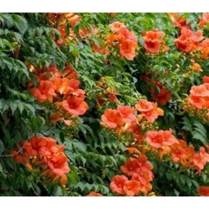 식공 98무배특가 능소화나무 소품 야생화 노지월동 25~60cm 59, 1개