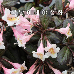 자엽왜성병꽃 [1포트 복남이네야생화 모종 병꽃나무 웨이겔라 weigela], 1개