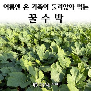 [모종심는아빠] 여름엔 온 가족이 둘러앉아 먹는 꿀수박 모종, 10개, 모종