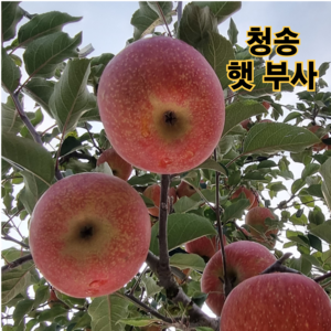 청송 사과 고당도 햇 부사 [산지직송] 가정용 선물용 2kg 3kg 5kg 10kg, 1박스, 혼합 3kg (중소과) 12~16과