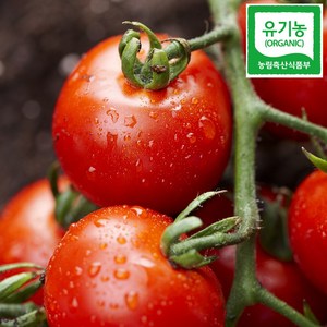 친환경 유기농 방울토마토 1kg 3kg 5kg, 1박스