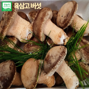 [온유네농장] 육삼고버섯 유기농 건강버섯 1kg 선물세트 산지직송 명절선물, 고급형 선물세트, 1개