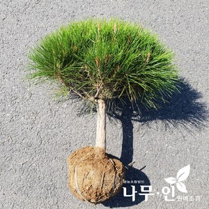 [나무인] 반송 둥근소나무 폭40cm, 1개