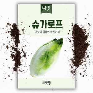 씨앗팜 슈가 치커리 로프 씨앗 (1500립) 잎 치커리 종자, 1개