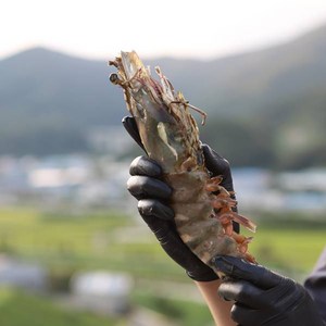 [장금이레시피] 킹 타이거 새우 1미 대왕 소금구이 찜 새우장, (290~359g), 1개