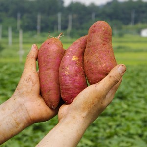 해남고구마생산자협회 경일농장 세척 무농약 꿀고구마, 1박스, 5kg 특상(120g~300g)