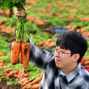 제주 구좌당근 무농약 유기농 흙당근 쥬스용 미니당근 3kg 5kg 10kg, 1박스, 무농약세척당근(미니) 3kg