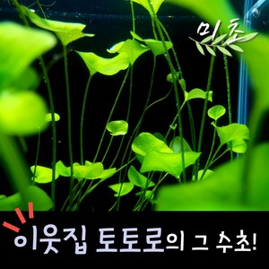 [미초] 타이완 가가부타 수초 1줄기 & 1뿌리 / 유경 수초 / 레이아웃 / 어항 수초, 1뿌리 (뿌리 O), 1개