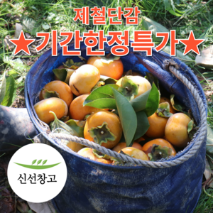 국내산 단감 시기별 최적 품종 고당도 단감, 1박스, 5kg