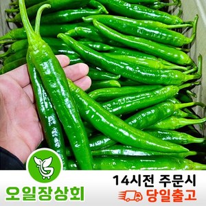 ( 오 일 장 상 회 ) 국내산 오이고추 아삭이고추 오이맛고추 <특등급> 1kg 2kg 10kg, 1개, 1kg내외