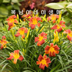 애기원추리 레드립스 [2포트 복남이네야생화 모종 백합 나리 데이릴리 daylily], 2개