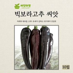 다농 빅보라고추 자색고추 대과종 씨앗 10립, 1개