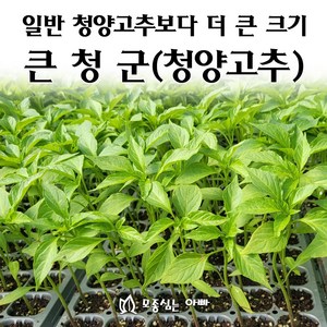 [모종심는아빠] 청양고추의 개량종 큰청군 청양고추 모종, 모종36개, 1개