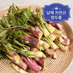 산지직송 남해자연산 땅두릅, 1개, 500g