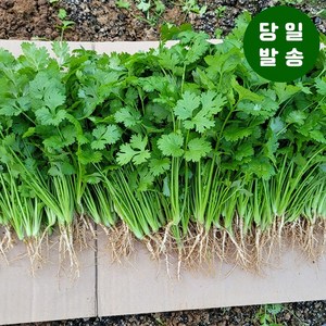 양주농부 클로렐라 고수 나물 향채소 고수풀 300g, 1개