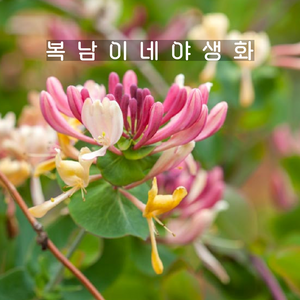 인동덩굴 세로티나 [1포트 복남이네야생화 모종 인동꽃 lonicea], 1개