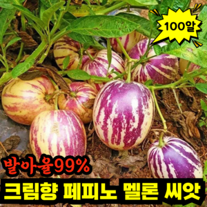 [생존율 99%] 크림향 페피노 멜론 씨앗 우유향 황금 페피노 멜론 씨앗 혈당관리 과일, 100알