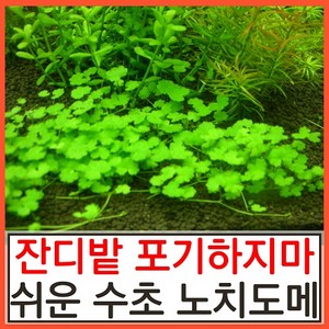 수초하우스) 노치도메(급성장종 잔디밭 수초), 12개