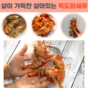 당일조업 산지직송 자연산 활 독도새우 꽃새우 닭새우 300g 500g 1kg, 활 독도닭새우 500g(30미 내외)., 1개